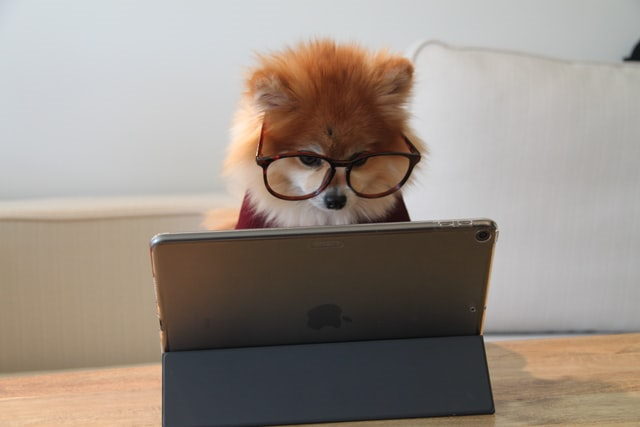 picture of a dog sitting at a computer wearing glasses